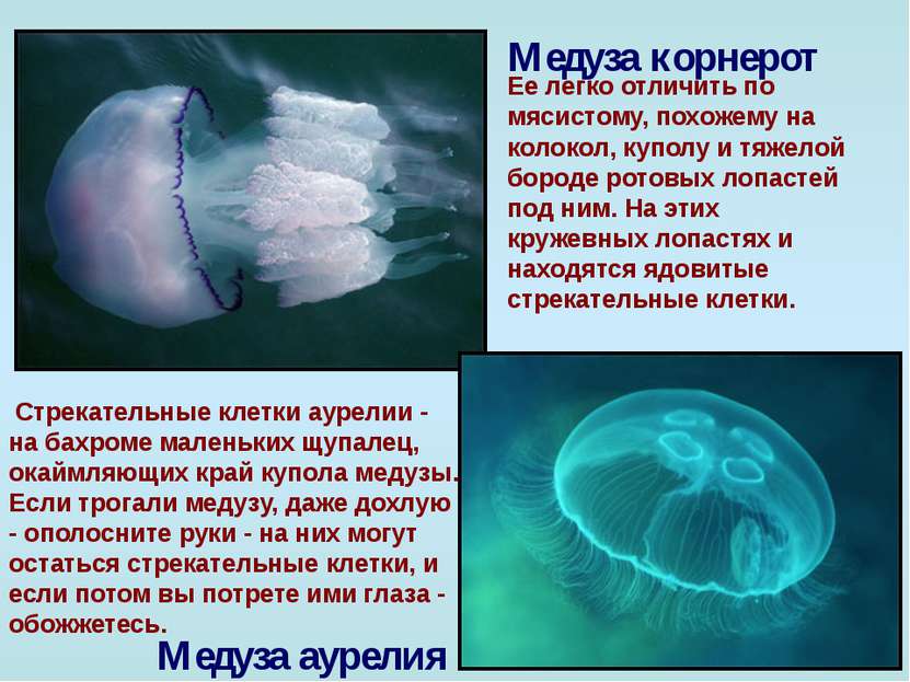 Медуза корнерот Ее легко отличить по мясистому, похожему на колокол, куполу и...