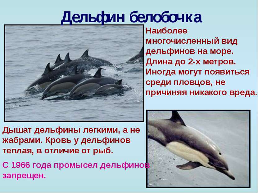 Дельфин белобочка Наиболее многочисленный вид дельфинов на море. Длина до 2-х...