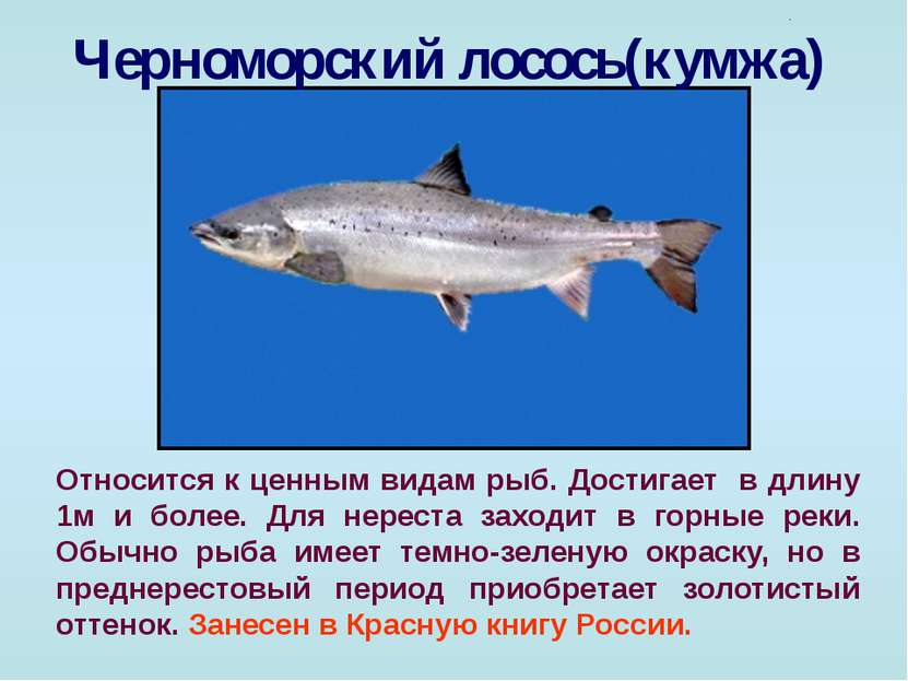 Черноморский лосось(кумжа) Относится к ценным видам рыб. Достигает в длину 1м...