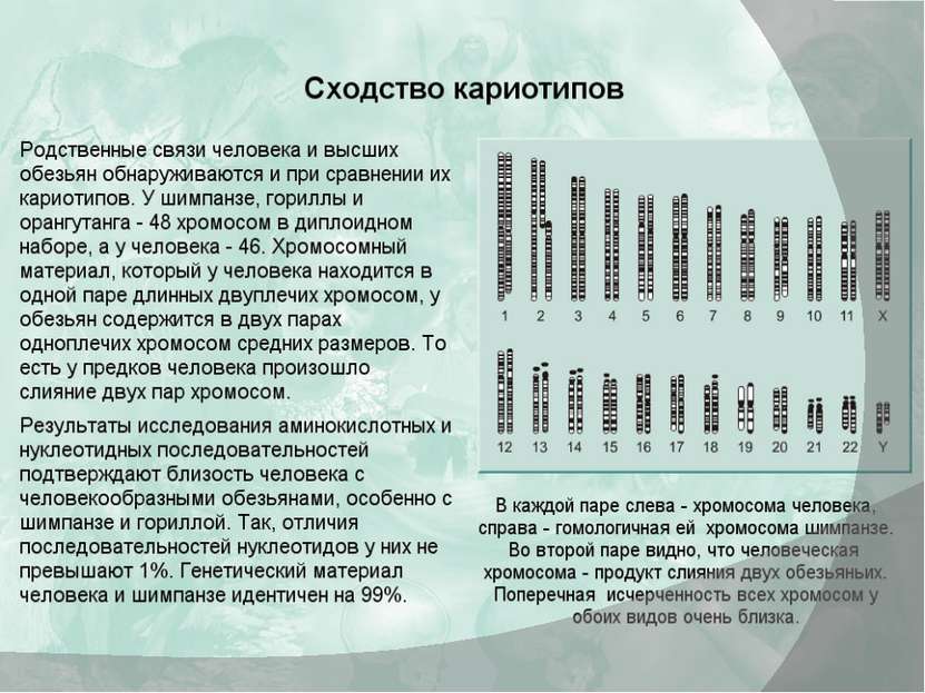 Сходства человека и обезьяны таблица. Хромосомный набор человека и обезьян. Кариотип человека и шимпанзе. Шимпанзе и человек сходство. Кариотип обезьяны и человека.