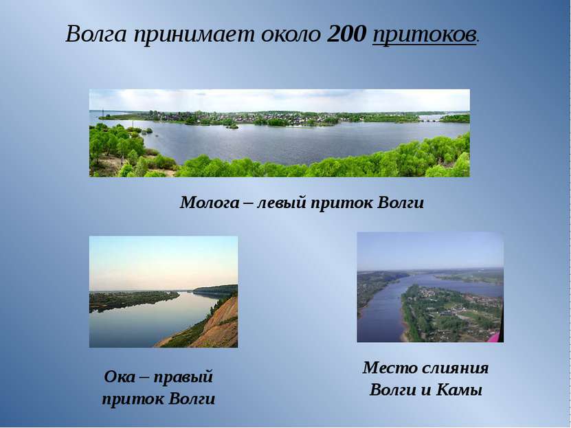 Волга принимает около 200 притоков. Молога – левый приток Волги Ока – правый ...