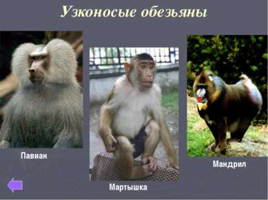 Эволюция приматов Дриопитек