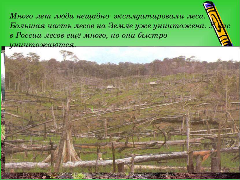 Много лет люди нещадно эксплуатировали леса. Большая часть лесов на Земле уже...