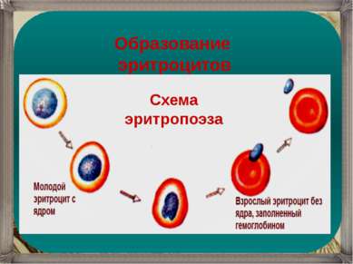 Схема эритропоэза Образование эритроцитов