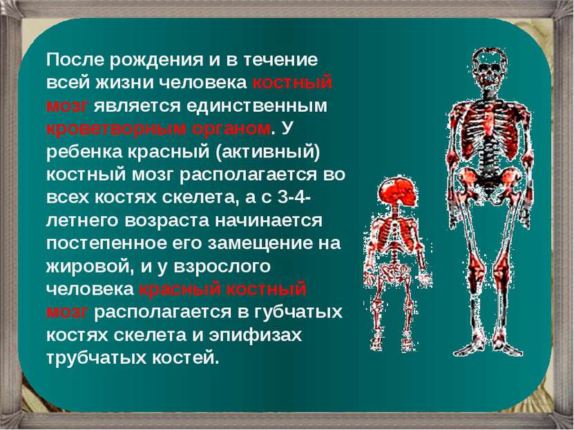 После рождения и в течение всей жизни человека костный мозг является единстве...