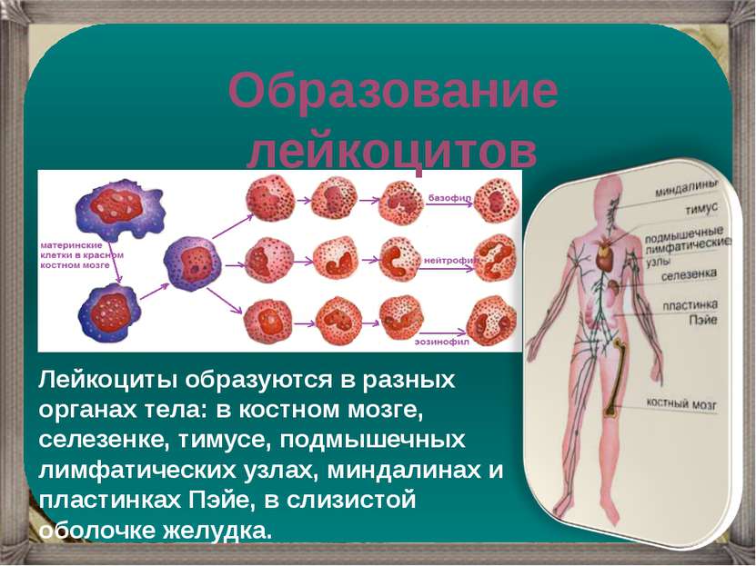 Образование лейкоцитов Лейкоциты образуются в разных органах тела: в костном ...