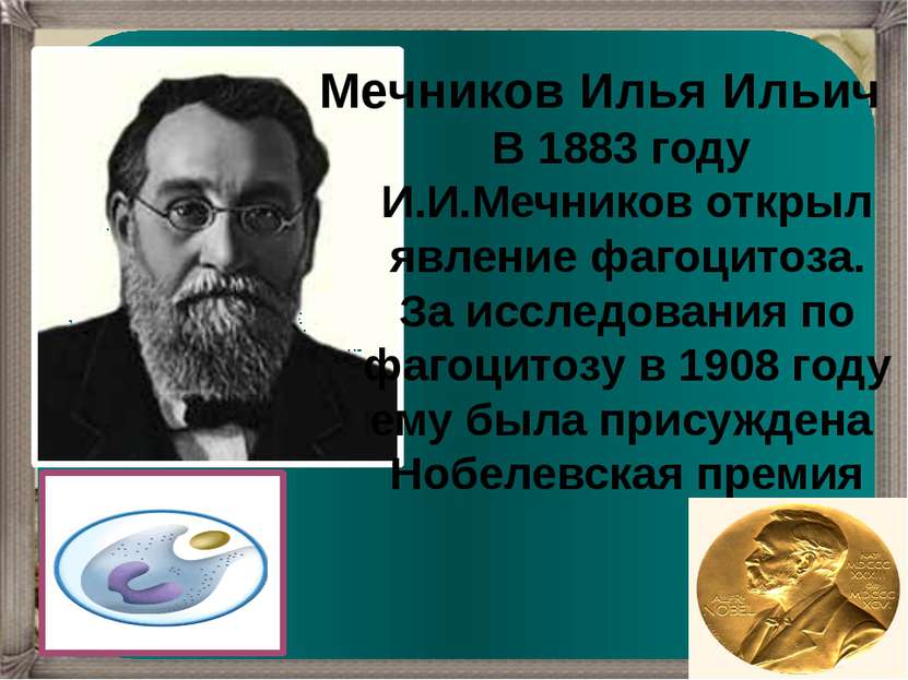 Мечников Илья Ильич В 1883 году И.И.Мечников открыл явление фагоцитоза. За ис...