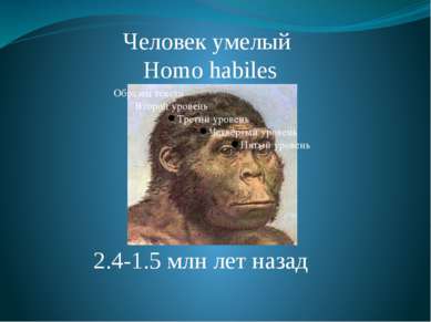 Человек умелый Homo habiles 2.4-1.5 млн лет назад Homo Habilis. Умели изготав...