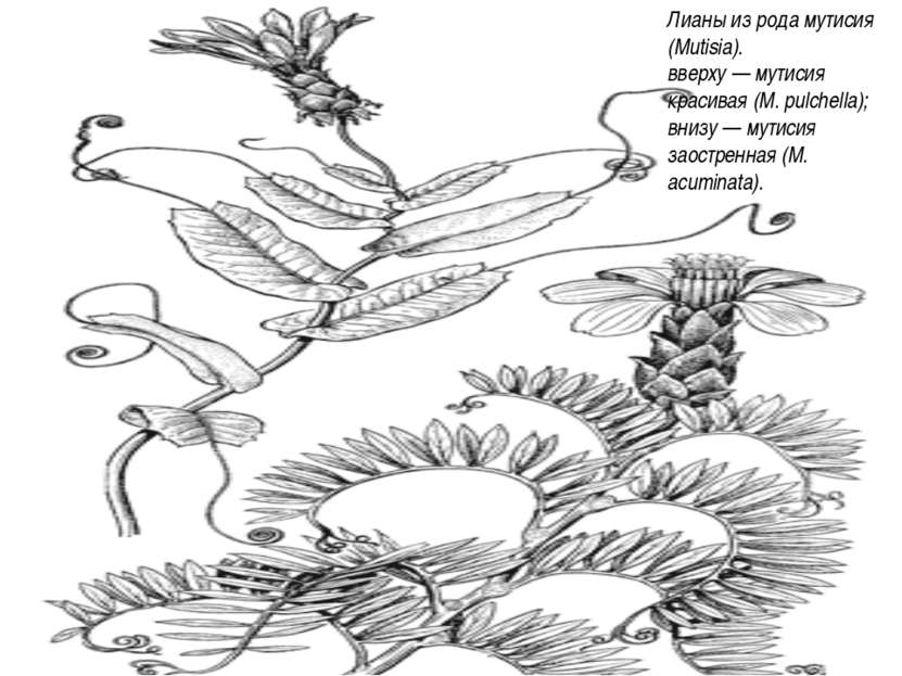 Лианы из рода мутисия (Mutisia). вверху — мутисия красивая (М. pulchella); вн...