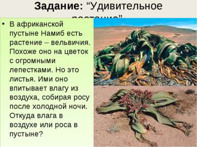 Задание: “Удивительное растение”. В африканской пустыне Намиб есть растение –...