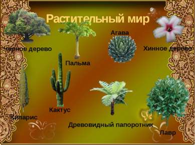 Растительный мир Черное дерево Хинное дерево Пальма Лавр Кипарис Древовидный ...
