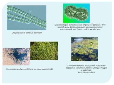 Колония цианобактерий (сине-зеленых водорослей) Структура сине-зеленых бактер...