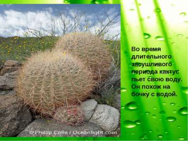 Во время длительного засушливого периода кактус пьет свою воду. Он похож на б...