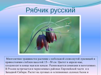 Рябчик русский Многолетнее травянистое растение с небольшой сплюснутой лукови...