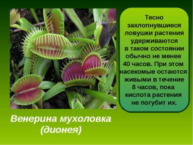 Венерина мухоловка (дионея) Дионея - одно из самых интересных насекомоядных р...