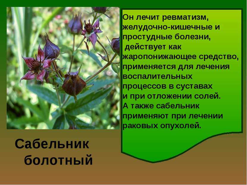 Сабельник болотный Лекарственным сырьем у сабельника является всё растение: л...