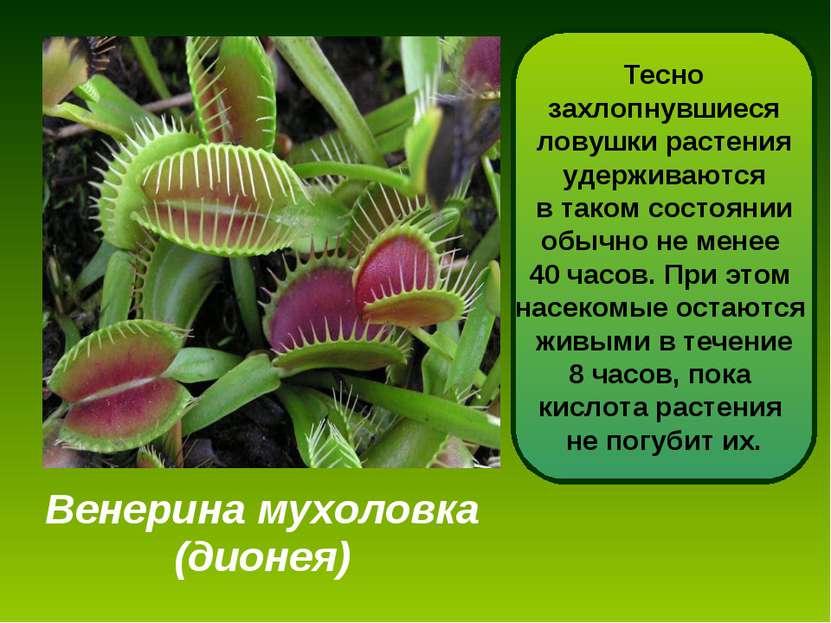 Венерина мухоловка (дионея) Дионея - одно из самых интересных насекомоядных р...