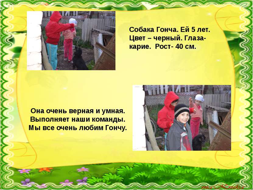 Собака Гонча. Ей 5 лет. Цвет – черный. Глаза- карие. Рост- 40 см. Она очень в...