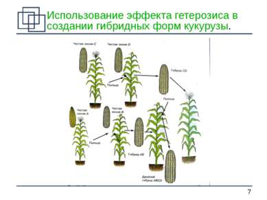 Использование эффекта гетерозиса в создании гибридных форм кукурузы.