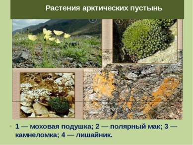 1 — моховая подушка; 2 — полярный мак; 3 — камнеломка; 4 — лишайник. Растения...
