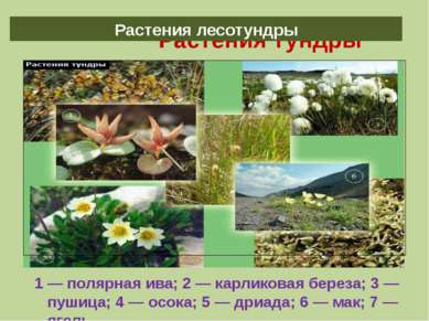 Растения тундры 1 — полярная ива; 2 — карликовая береза; 3 — пушица; 4 — осок...