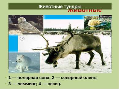 Животные тундры 1 — полярная сова; 2 — северный олень; 3 — лемминг; 4 — песец...