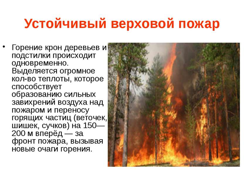 Устойчивый верховой пожар Горение крон деревьев и подстилки происходит одновр...