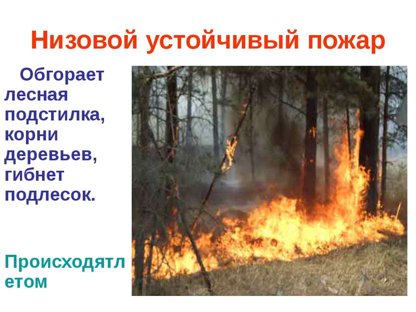 Низовой устойчивый пожар Обгорает лесная подстилка, корни деревьев, гибнет по...