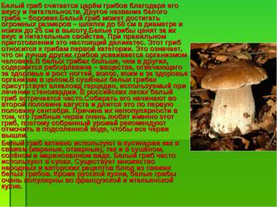 Белый гриб считается царём грибов благодаря его вкусу и питательности. Другое...