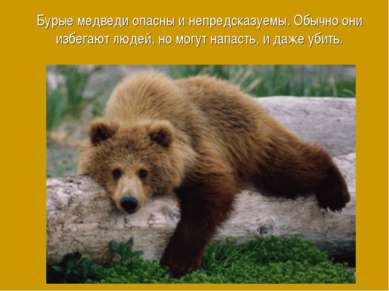 Бурые медведи опасны и непредсказуемы. Обычно они избегают людей, но могут на...