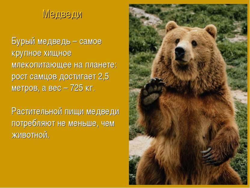 Бурый медведь – самое крупное хищное млекопитающее на планете: рост самцов до...
