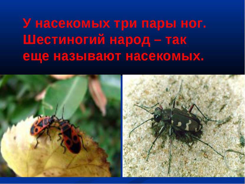 У насекомых три пары ног. Шестиногий народ – так еще называют насекомых.