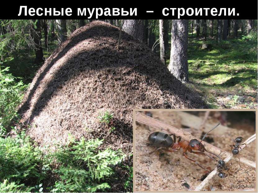 Лесные муравьи – строители.