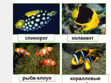 спинорог холакант рыба-клоун коралловые рыбки