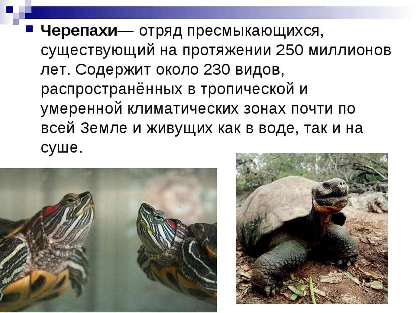 Черепахи— отряд пресмыкающихся, существующий на протяжении 250 миллионов лет....