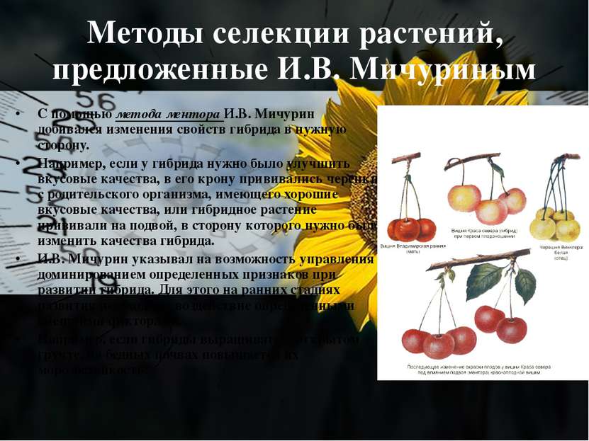 Методы селекции растений, предложенные И.В. Мичуриным С помощью метода ментор...