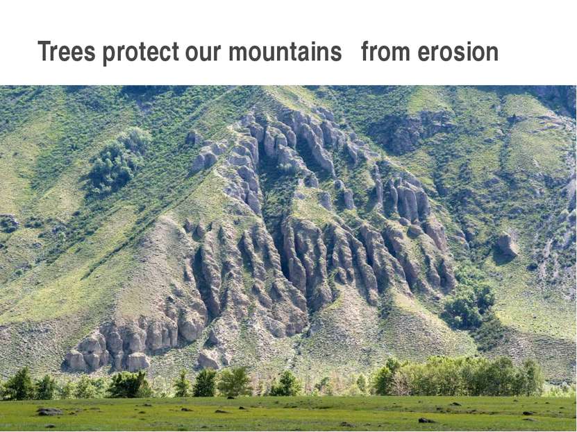 Trees protect our mountains from erosion