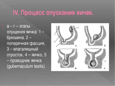 IV. Процесс опускания яичек. а – г – этапы опущения яичка: 1 – брюшина, 2 – п...