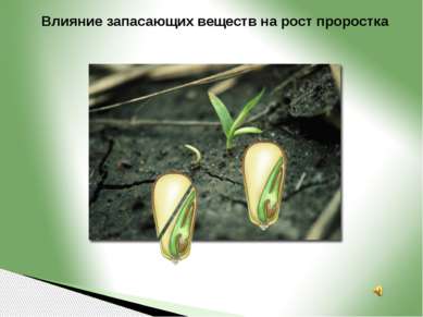 Влияние запасающих веществ на рост проростка
