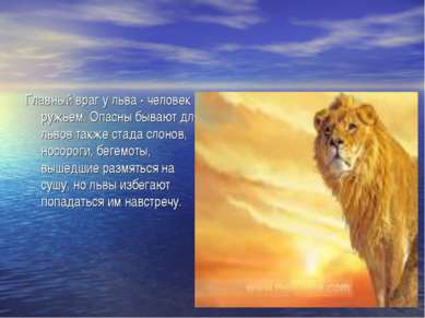 Главный враг у льва - человек с ружьем. Опасны бывают для львов также стада с...
