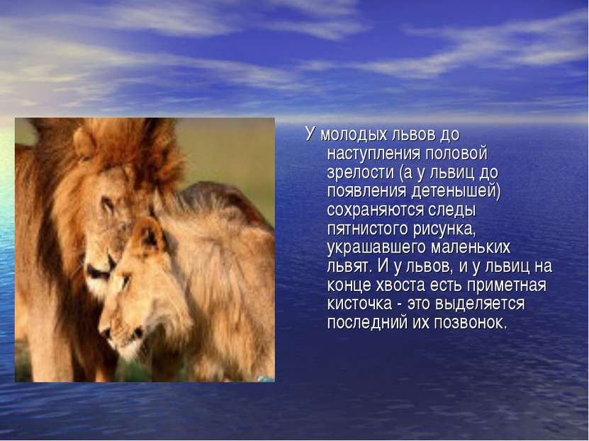 У молодых львов до наступления половой зрелости (а у львиц до появления детен...