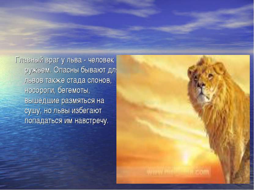 Главный враг у льва - человек с ружьем. Опасны бывают для львов также стада с...