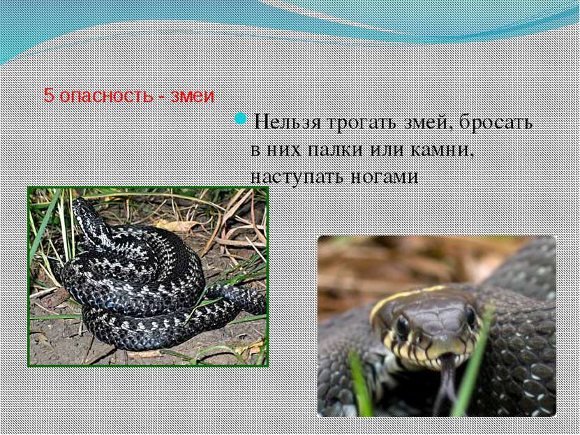 5 опасность - змеи Нельзя трогать змей, бросать в них палки или камни, наступ...