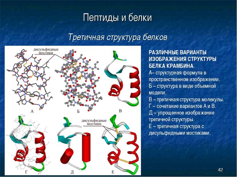 * Пептиды и белки Третичная структура белков РАЗЛИЧНЫЕ ВАРИАНТЫ ИЗОБРАЖЕНИЯ С...