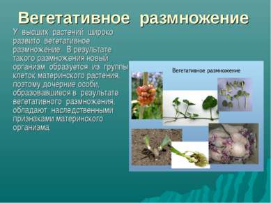 Вегетативное размножение У высших растений широко развито вегетативное размно...