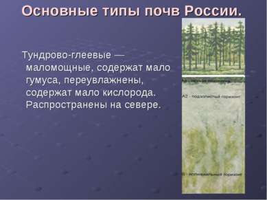 Основные типы почв России. Тундрово-глеевые — маломощные, содержат мало гумус...