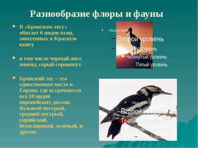 Разнообразие флоры и фауны В «Брянском лесу» обитает 6 видов птиц, занесенных...