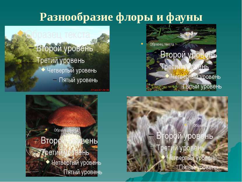 Разнообразие флоры и фауны