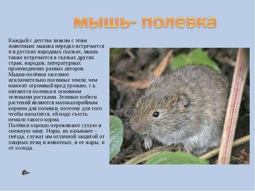 Каждый с детства знаком с этим животным: мышка нередко встречается и в русски...