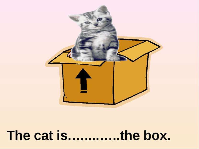 in The cat is.…....…..the box.